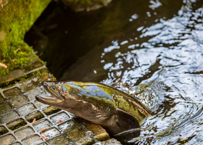 Unagi freshwater eel poking its head out of the water, mouth open.